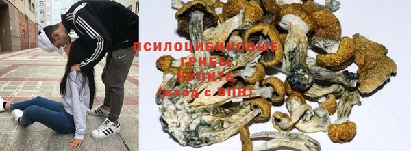прущие грибы Белокуриха
